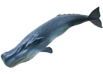 Cachalote (Physeter macrocephalus)